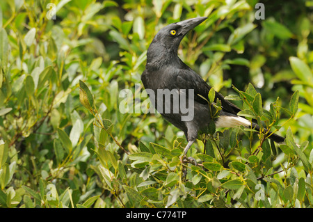 Pied Currawong Strepera graculina Photographed in Tasmania, Australia Stock Photo