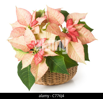 Pink poinsettia in a basket Stock Photo