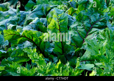 Beets (Beta vulgaris var. rubra) growing, vegetable garden. Stock Photo