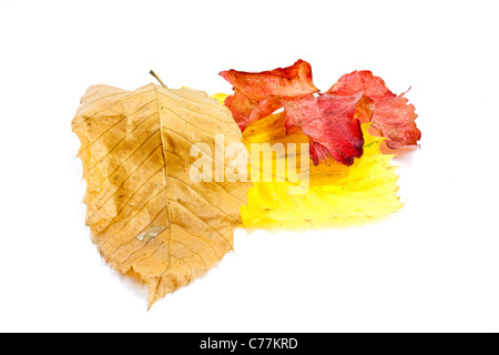 yellow autumn coloured chestnut and elm and ash leaves on white background Stock Photo