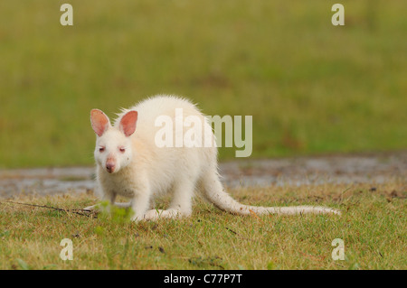 Bennett's Wallaby Macropus rufogriseus White, albino form Photographed on Bruny Island, Tasmania, Australia Stock Photo