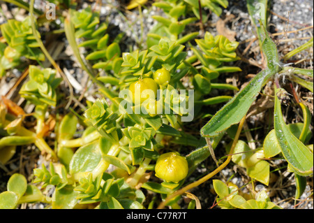 Sea Sandwort, honckenya peploides - fruits Stock Photo