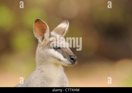 Whiptail Wallaby OR Pretty-faced Wallaby Macropus parryi Photographed in Queensland, Australia Stock Photo