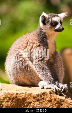 Ring tailed lemur sitting on a rock in the sun Stock Photo