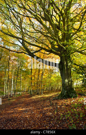 A mature beech tree in sunlit autumn woodland in Wiltshire UK Stock Photo