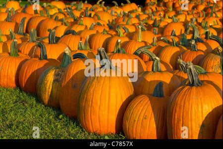 Bright orange pumpkins for sale at a farm stand Stock Photo