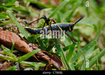 eastern lubber grasshopper Stock Photo