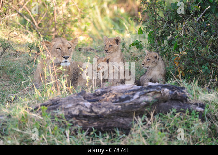 East African lion - Massai lion (Panthera leo nubica) lioness nursing her cubs Maasai Mara Stock Photo