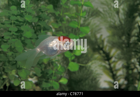 Red cap oranda goldfish (Carassius auratus oranda) swimming in an aquarium Stock Photo