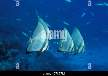 Dusky batfish - Red-faced batfish - Long-finned batfish - Pinnate batfish (Platax pinnatus) shoaling on a coral reef Stock Photo