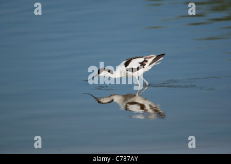 Avocet, Recurvirostra avosetta, feeding on lake, pool Stock Photo