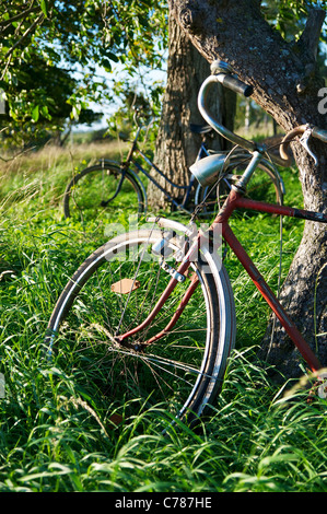 Old bikes under a walnut and apple tree in a farm garden. Stock Photo