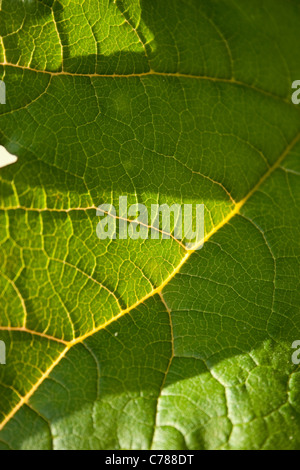 leaf structure close veins detail green bright macro smooth rough shadow strong sunlight day sun sunny