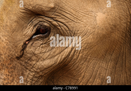 Close-up of elephant eye and skin at Patara Elephant Farm; Chiang Mai, Thailand. Stock Photo