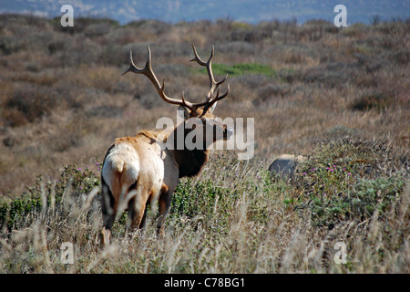 Tule Elk, Tomales Point, Point Reyes National Seashore, California, USA Stock Photo