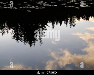 Reflection of pine trees and sunset clouds in Skomakerdiket lake, Mt Fløyen, Norway Stock Photo