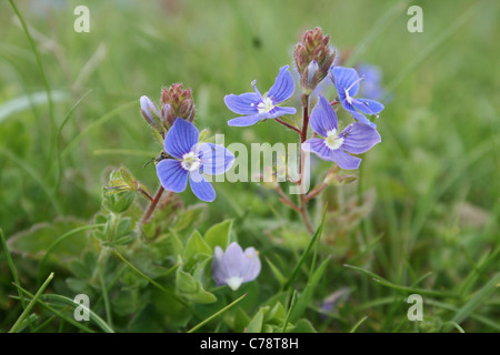 Germander speedwell (Veronica chamaedrys) growing on SSSI nature reserve, Oxfordshire. Stock Photo