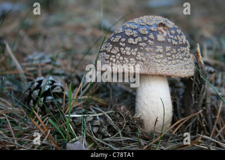 The Blusher (Amanita rubescens) growing in conifer forest, Bracknell, Berkshire.