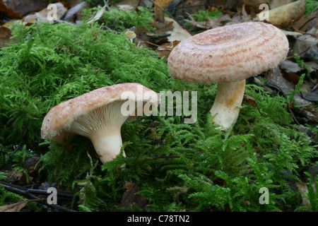 Lactarius torminosus (Woolly Milkcap) growing in deciduous woodland, Bowdown Woods nature reserve, Berkshire, UK. Stock Photo