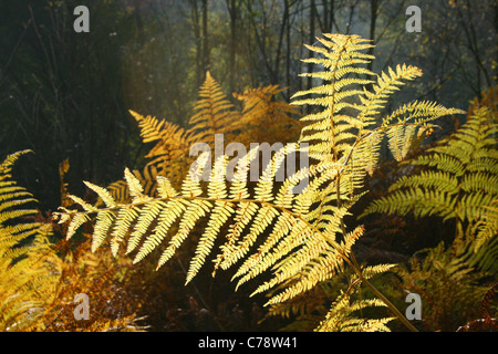 Bracken Pteridium aquilinum leaves in autumn colours, Bowdown Woods, Berkshire. Stock Photo