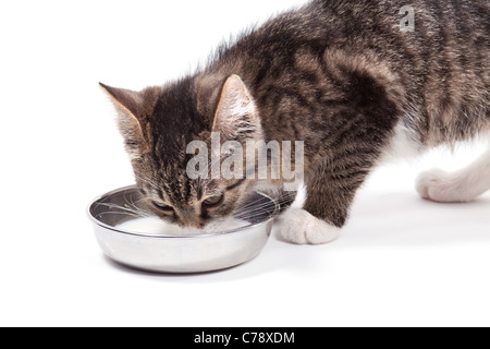 The small kitten drinks milk, is isolated on a white background Stock Photo