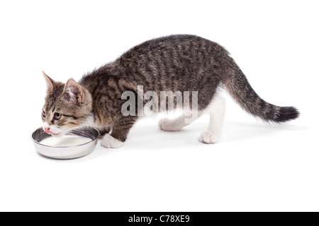 The small kitten drinks milk, is isolated on a white background Stock Photo