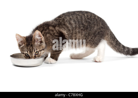 The small kitten drinks milk, is isolated on a white background Stock Photo