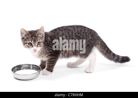 The small kitten drinks milk, is isolated on a white background Stock Photo