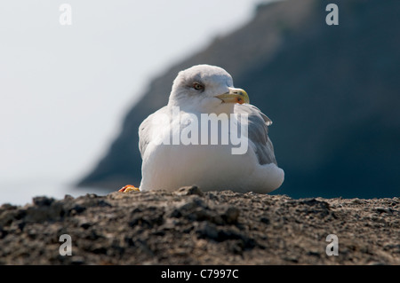 seagull sitting on a rock against the sea Stock Photo