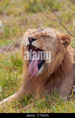 Lioness yawning. Natal Lion Park, near Pietermaritzburg, KwaZulu-Natal ...