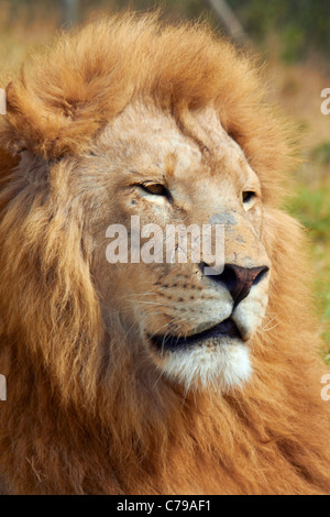 Natal Lion Park, near Pietermaritzburg, KwaZulu-Natal, South Africa ...