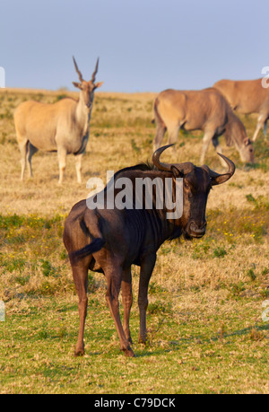 Female Eland in Tala Game Reserve, near Pietermaritzburg, KwaZulu-Natal ...