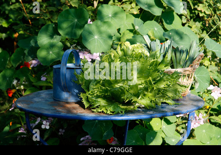 A salad on the table garden, Batavia lettuce (Lactuca sativa). Stock Photo