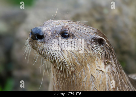 Portrait of a North American River Otter, Lutra canadensis Stock Photo