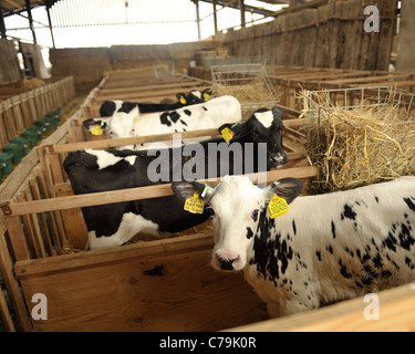 veal calf production unit Stock Photo