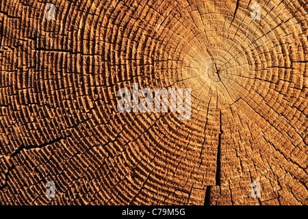 growth rings on the end of a brown sawed log Stock Photo