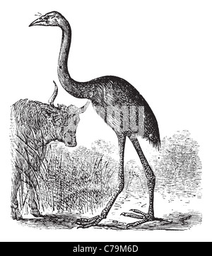 South Island Giant Moa or Dinornis giganteus, vintage engraving. Old engraved illustration of a South Island Giant Moa. Stock Photo