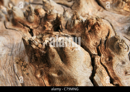 cracked cottonwood wood trunk grain with spikes Stock Photo