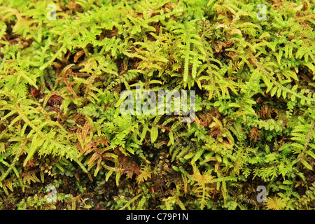 close up green moss detail for background use Stock Photo