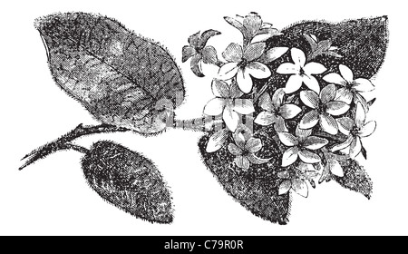 Mayflower or Trailing Arbutus or Epigaea repens, vintage engraving. Old engraved illustration of a Mayflower. Stock Photo