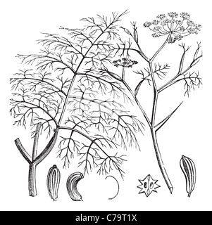 Common Fennel or Foeniculum vulgare, vintage engraving. Old engraved illustration of a Common Fennel showing seeds (bottom). Stock Photo