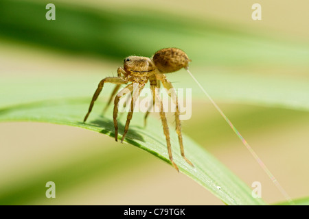 Spider spinning and spiderweb with spider silk, closeup. Stock Photo
