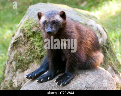 Wolverine sitting on rock Stock Photo