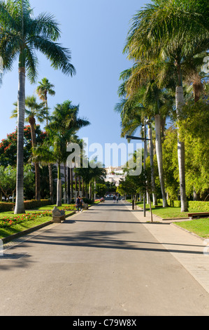 Palm avenue in the Parque Garcia Sanabria park, Santa Cruz, Tenerife, Canary Islands, Spain, Europe Stock Photo