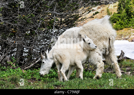 Mountain goat and kid, Glacier National Park, Montana. USA Stock Photo