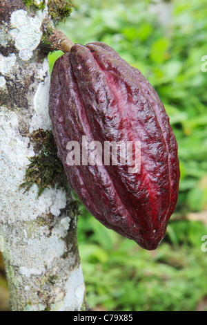 Pod of Arriba cacao in Ecuador Stock Photo