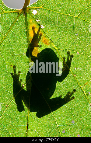 Silhouette of a Gray Tree frog Hyla versicolor on a wild Grape leaf Eastern USA Stock Photo