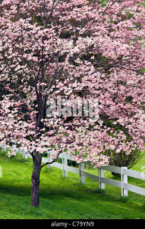 Blooming Pink Dogwood Tree and White Fence in Floyd County, Indiana Stock Photo