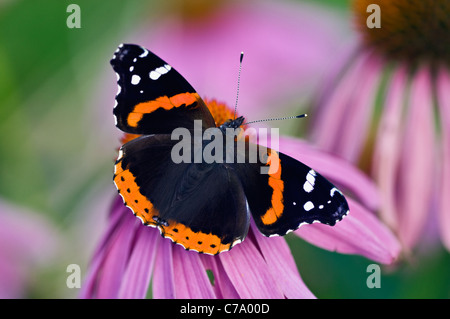 Red Admiral Butterfly on Purple Coneflower in Floyd County, Indiana Stock Photo