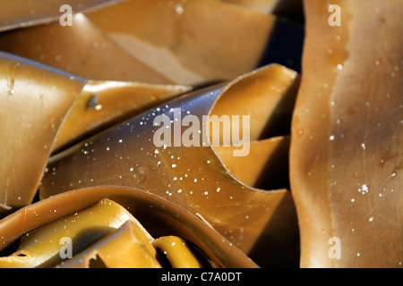 Kelp blades on a beach in the Western Cape Province of South Africa. Stock Photo